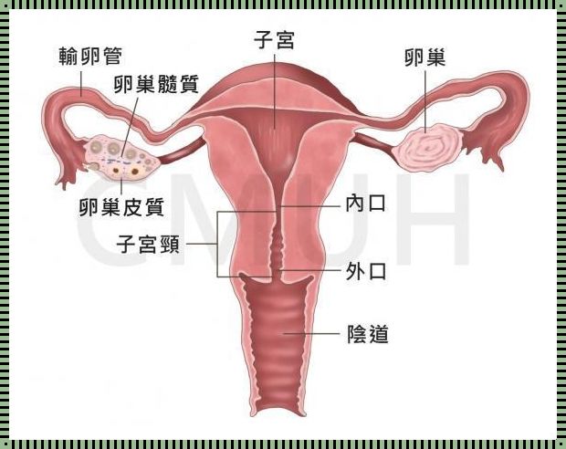 引产后如何判断月经来了：探寻产后平衡之道