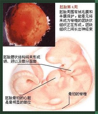 胎儿小两周但一直在长：一场温馨的孕育之旅