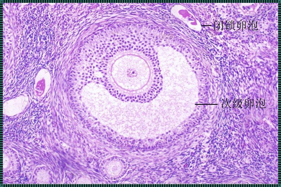 优势卵泡：备孕路上的“护航者”