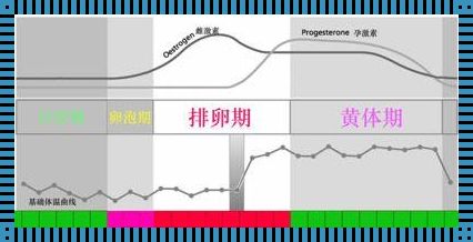 卵泡期和排卵期的区别：你知道吗？