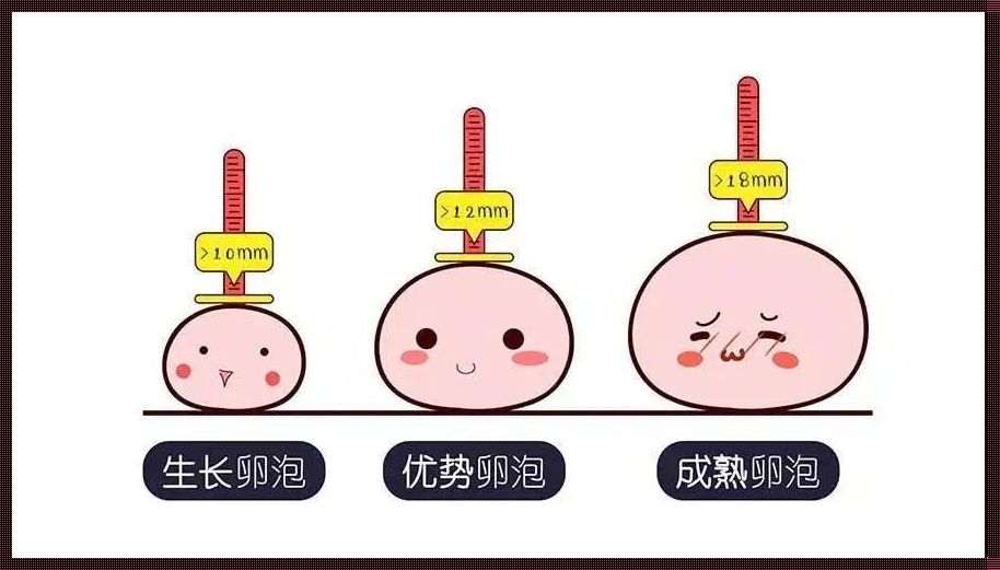 卵泡多大才算成熟排出？揭秘备孕之谜