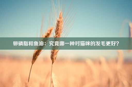 卵磷脂和鱼油：究竟哪一种对猫咪的发毛更好？