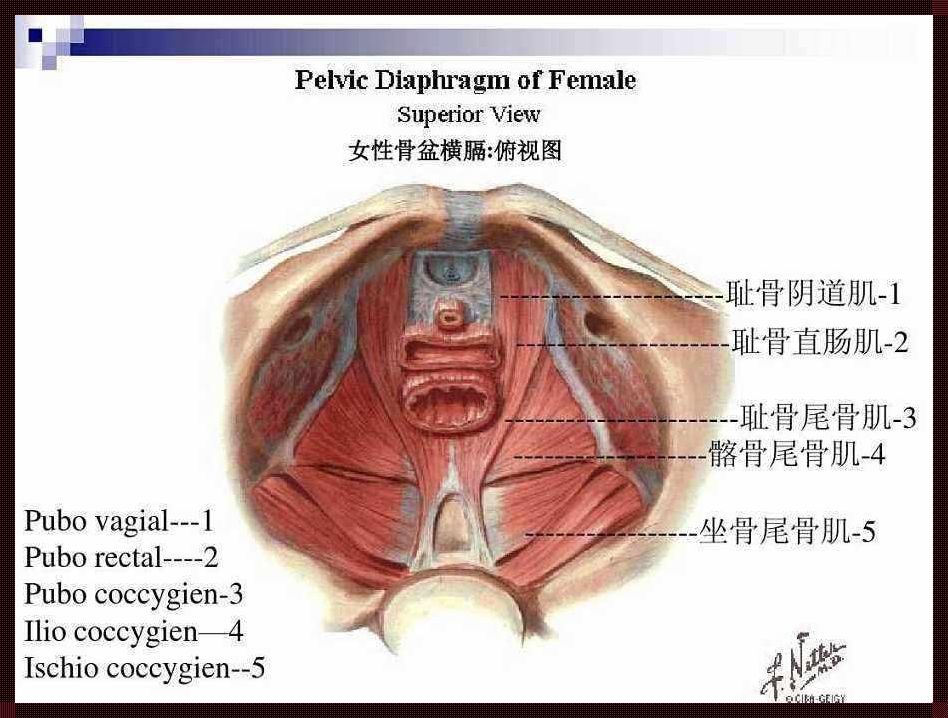 盆底肌的七块肌肉图解：探索身体内的神秘面纱