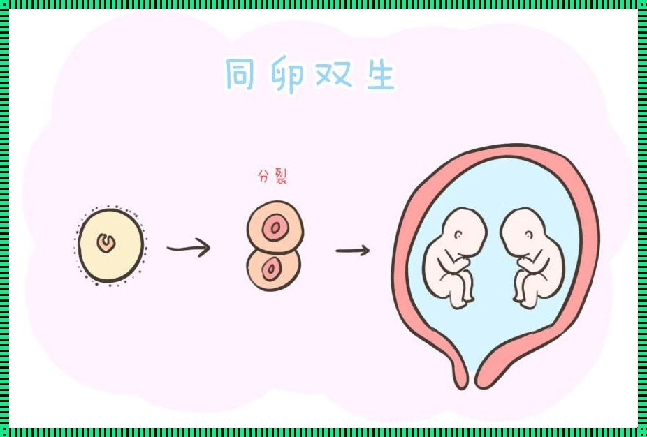 同卵双胞胎第几周形成的：揭秘生命奇迹