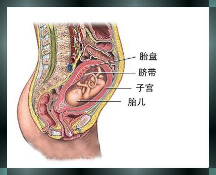 26周胎盘二级：一个小技巧