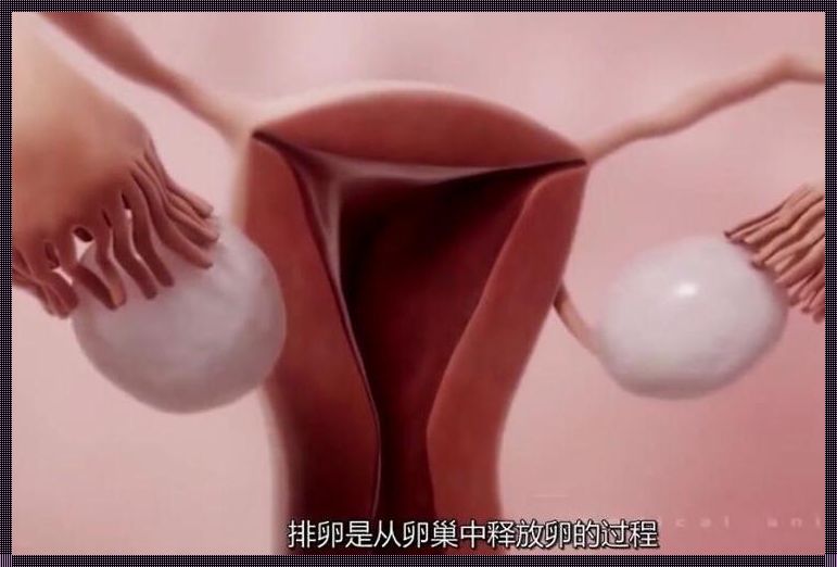 排卵期的女性有什么特点