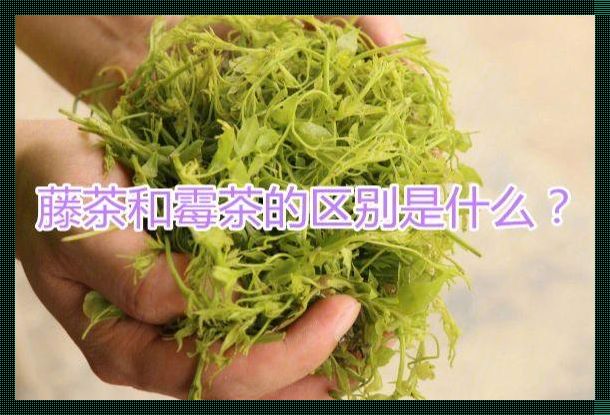 藤茶与莓茶：两者间的奥秘