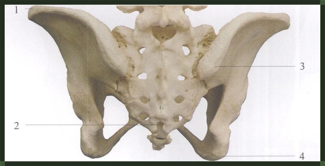 骶骨裂孔的位置在哪里——神秘的人体奥秘