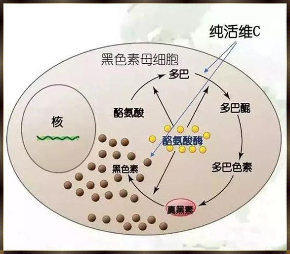 V7分型祛斑的使用步骤：探寻无瑕肌肤的秘籍