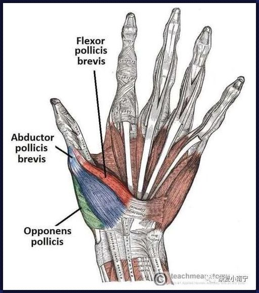 鱼际肌的位置图和作用：深入了解这一关键肌肉的重要性