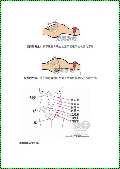 宫高变高了说明胎儿在长大吗？