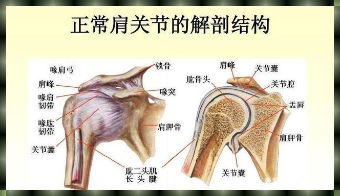 肩关节滑囊解剖图的深入探讨