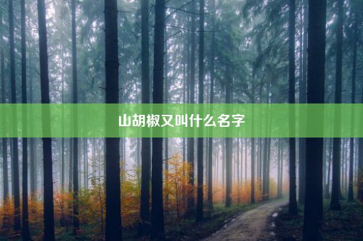 山胡椒又叫什么名字