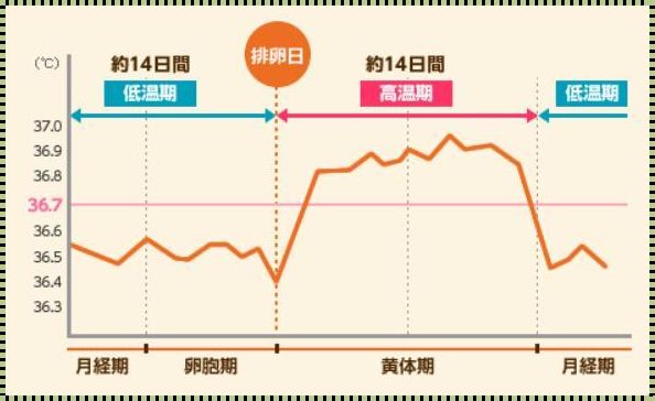 卵泡期黄体期的探讨与解析