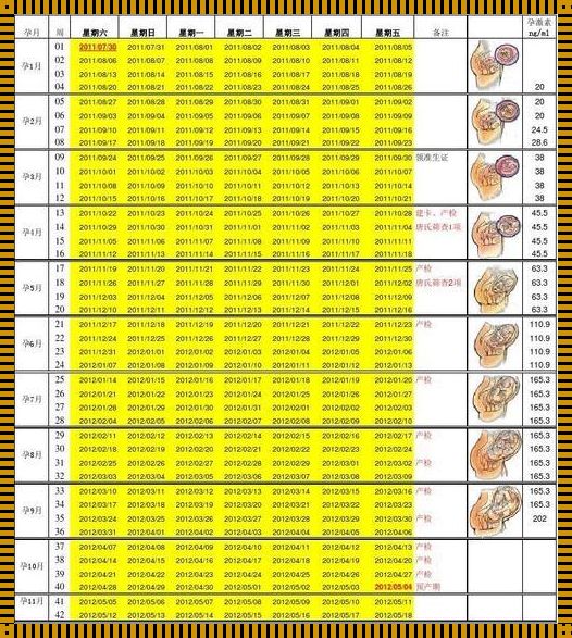 胎儿偏小几周属于发育迟缓：深度解析与关注