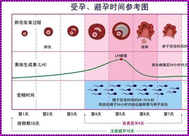 14天卵泡大小参照表：揭秘