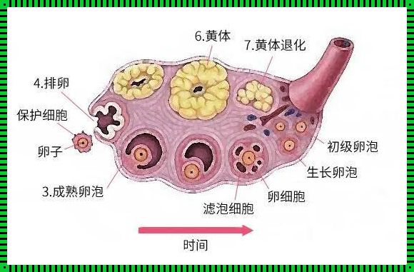 卵泡分为哪四个阶段