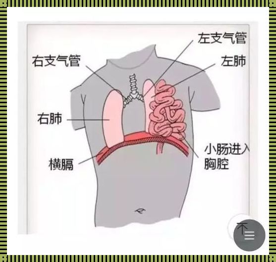 膈肌裂孔解剖图探秘：人体内的神秘通道