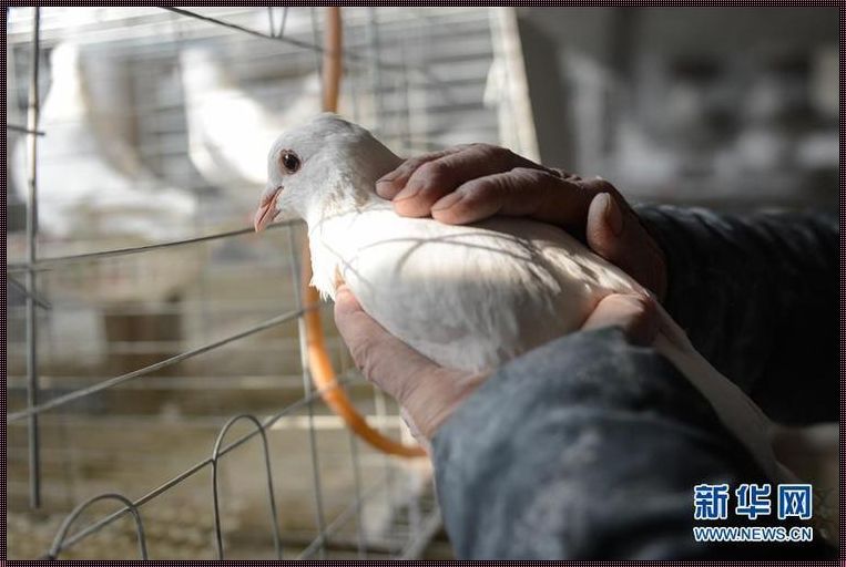 怀孕早期能食用鸽子吗？探秘孕妇饮食的学问与智慧