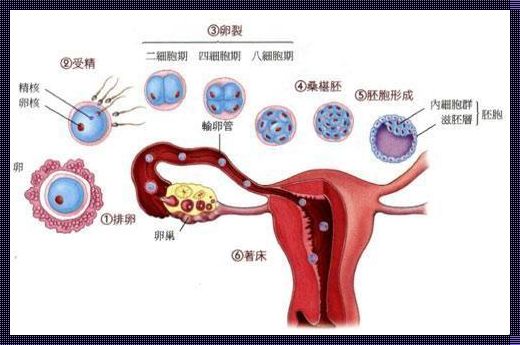 卵子发育：生命奇迹的起点