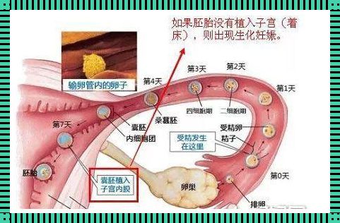 40岁生化妊娠后怎么备孕