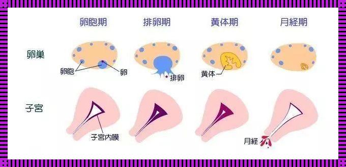 月经期是卵泡期吗？揭秘女性月经周期的奥秘