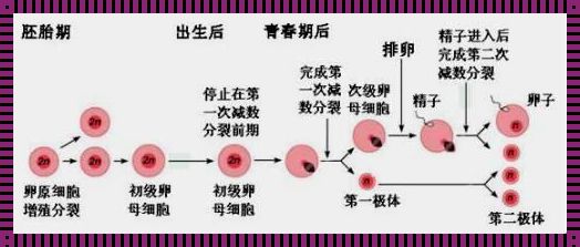 卵泡形成过程：生命奇迹的初步展现