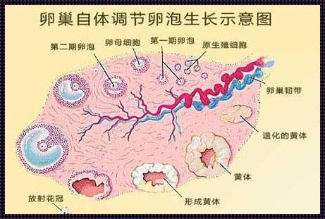 3mm卵泡是什么阶段