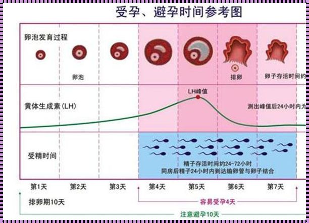 卵泡强阳时间保持多久算正常