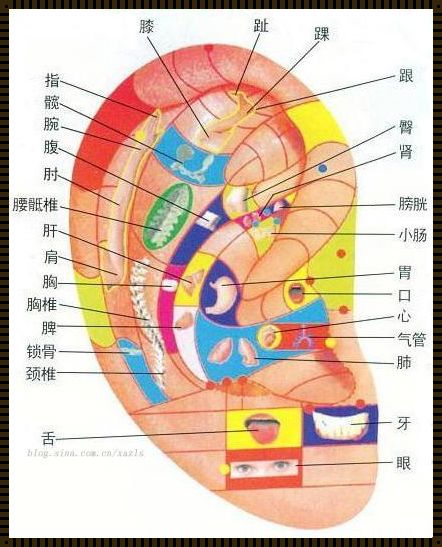 耳朵全息图：神秘与现实的对立体