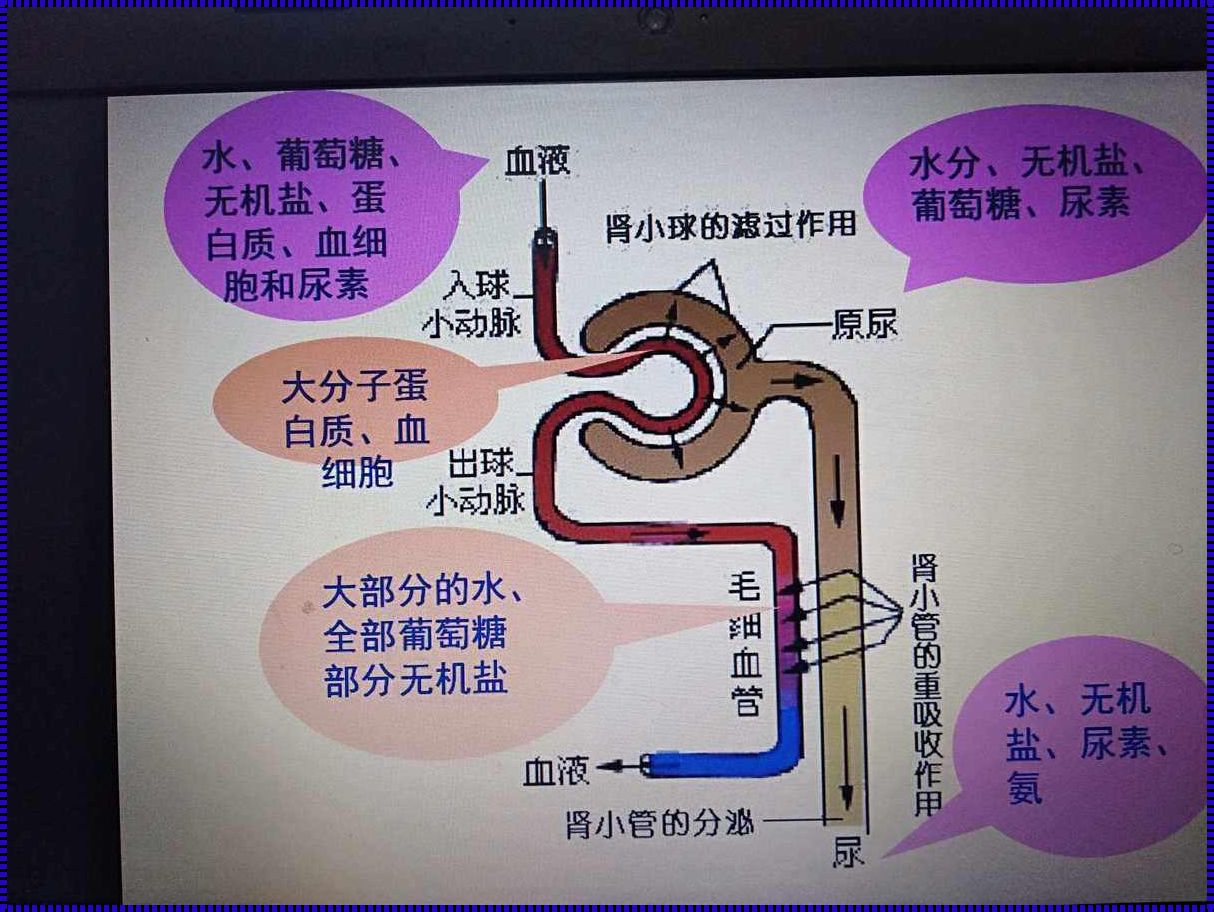 尿液形成过程：生命之泉的神秘之旅