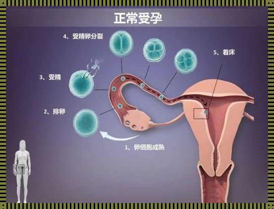 第一次会怀孕吗：探讨初次性行为的怀孕风险