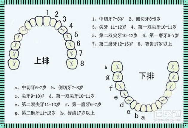 小孩子牙齿是不是全部换