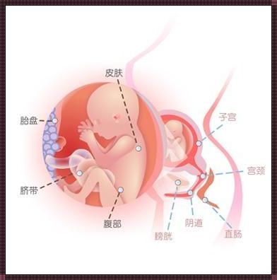 38周胎儿腹围350mm正常吗？深入了解胎儿发育与健康成长的关键指标