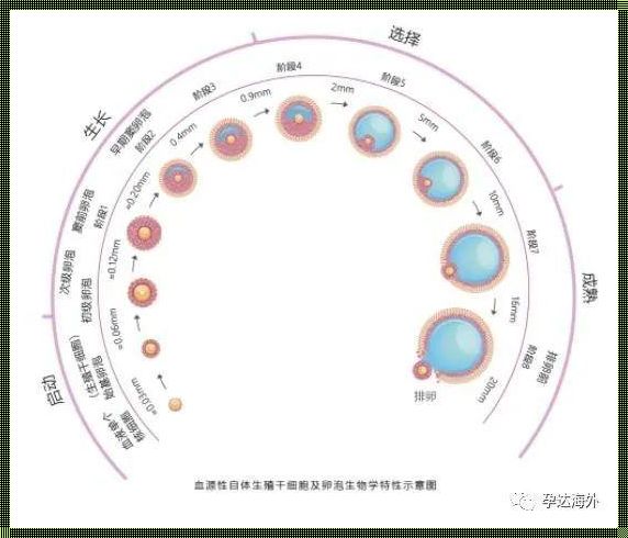 儿童卵泡多大算早熟：揭秘