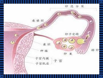 按大腿内侧看输卵管通不通：揭开神秘面纱