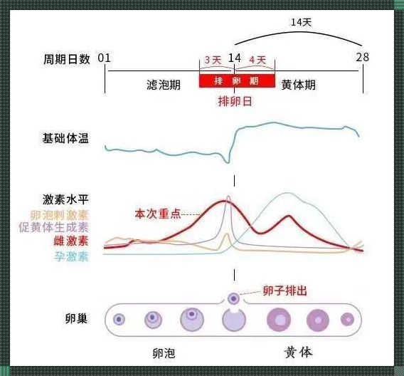 白带多是排卵期吗？揭秘女性生理周期中的奥秘