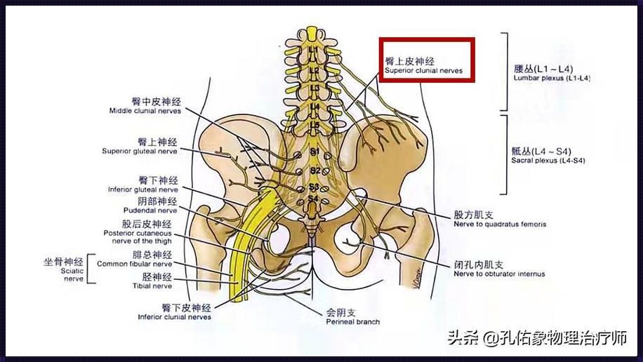 女性左半边屁股里面痛