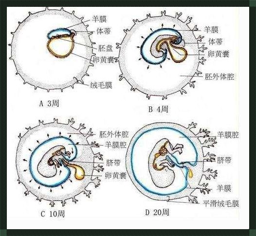 卵黄囊是什么样子的