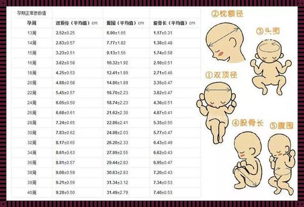 23周股骨长42mm腿短吗？震惊！