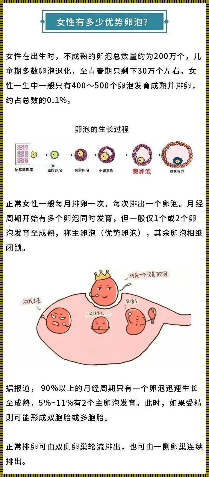 优势卵泡生长速度：探寻女性生育力的秘密