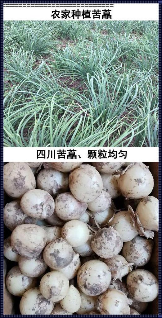 野葱与薤白的区别：深入探究两种植物的异同