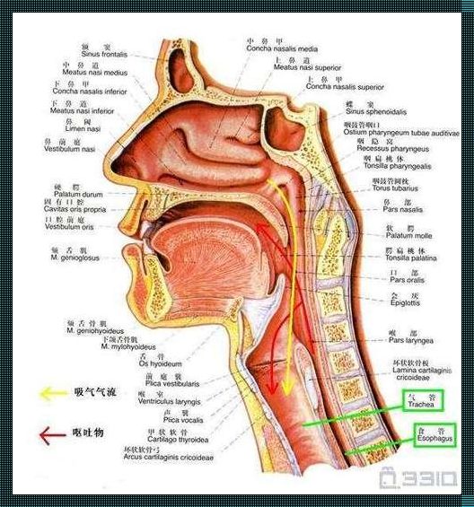 食道在哪里哪个位置图：揭秘人体消化道的重要部分