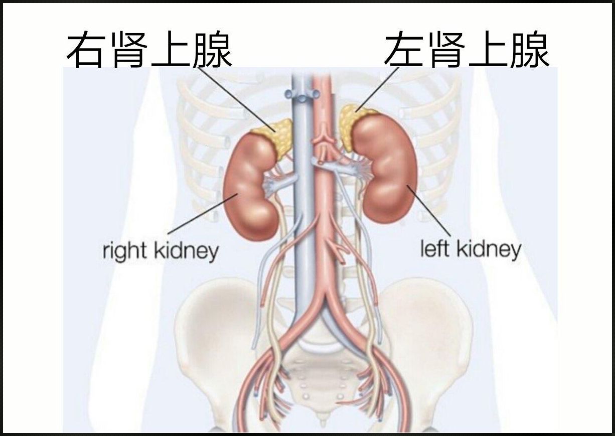 胎儿在B超中老是趴着的探究