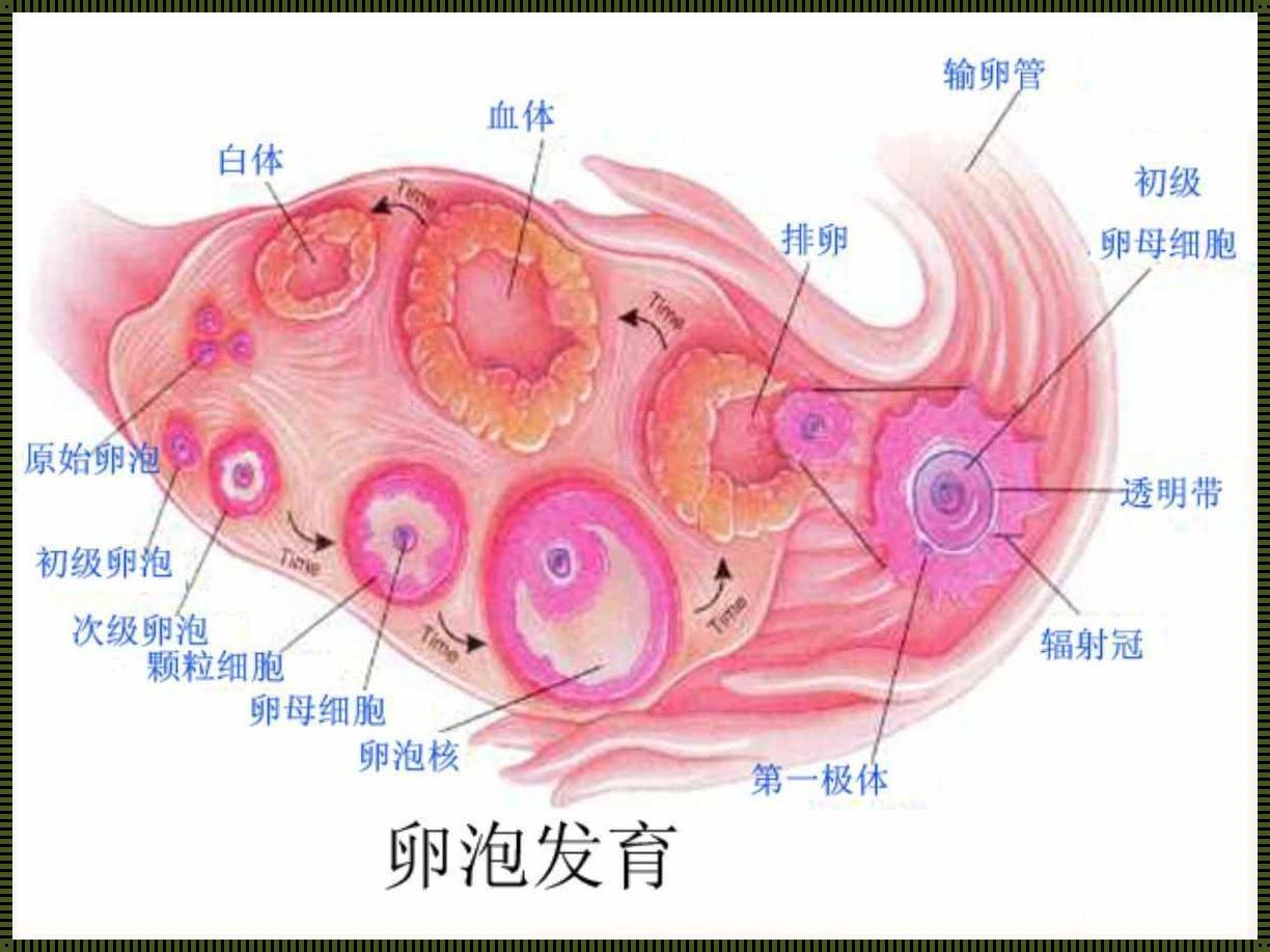 卵泡的发育过程：生命奇迹的起点