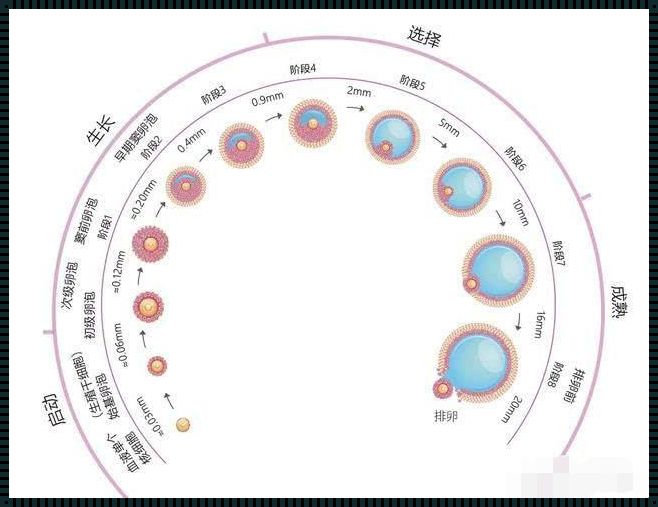 排卵期来例假是什么原因