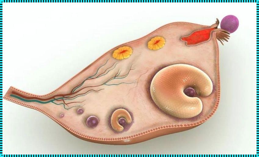 卵泡排掉与萎缩的区别
