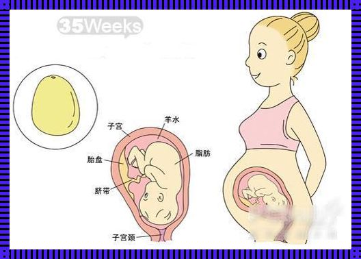 怀孕35周可以打掉吗？一个深入探讨