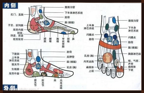 脚背疼痛部位对照表：深入了解疼痛，关爱身体健康