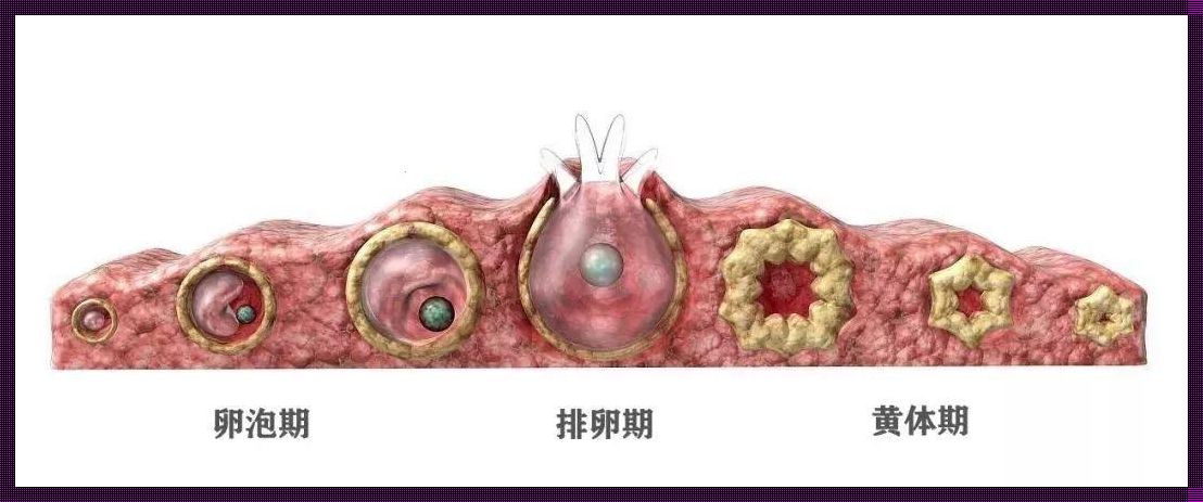 一招判断是不是黄体破裂